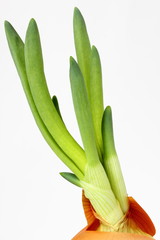 Growing onion