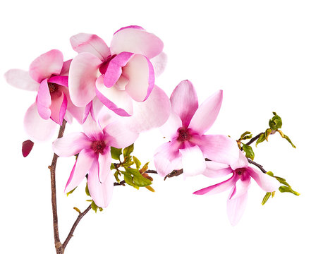 Fototapeta magnolia flower on white
