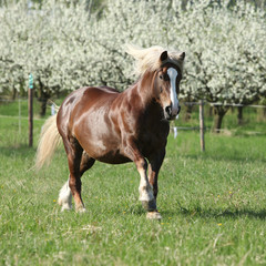 Perfect draft horse running in front of flowering trees