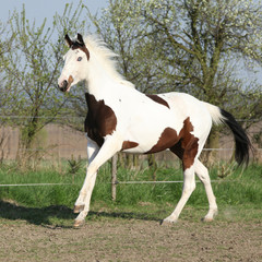 Fototapeta na wymiar Young paint horse running in front of some flowered trees