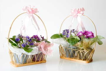 Fototapeta na wymiar African Violets - Basket gifts