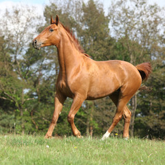 Naklejka na ściany i meble Galloping horse with beautiful chestnut color on pasturage
