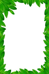 Green leaves frame