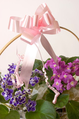 African Violets  - Basket gift