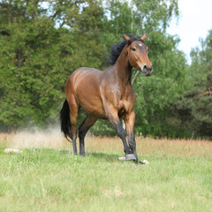 Brown horse running and making some dust in front of the forest