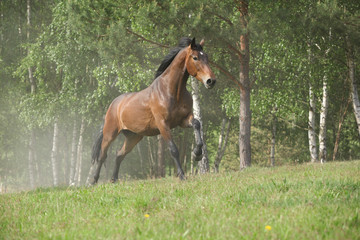 Brown horse running and making some dust in front of the forest