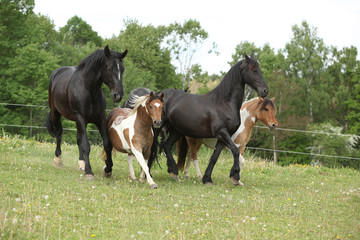 Obraz premium Batch of small and big horses running