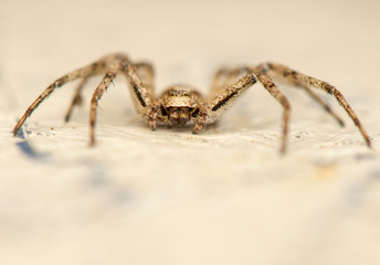 Philodromus
