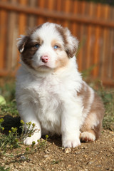 Nice little puppy sitting in front of orange fence