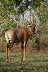 Common Tsessebe
