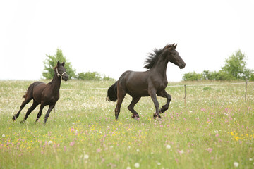 Two black friesian horses running in front of white sky