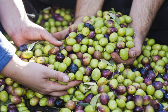 Olives picking in Sicily
