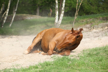 Chestnut horse rolling in the sand in hot summer