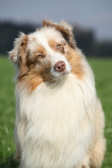 Portrait of gorgeous australian shepherd in nature