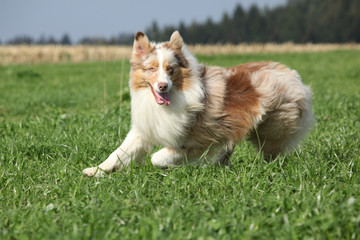 Beautiful australian shepherd smiling and running in nature