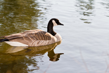 canadian goose