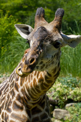 Obraz premium a close up shot of a giraffe outside eating