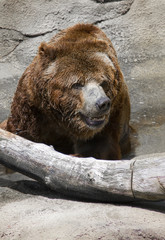 Obraz premium a brown bear walking in a stream next to a log
