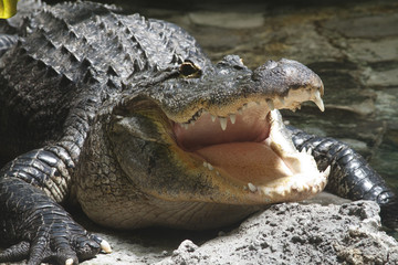 Obraz premium Aligator leżący w piasku z otwartymi ustami