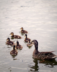 a mother duck follows her young in water