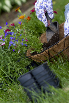 gardener pours soil into hanging basket