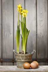 Daffodils in basket on wooden background