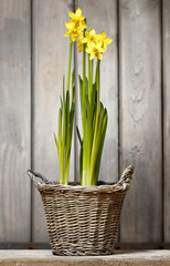 Daffodils in basket on wooden background