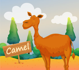 A camel with a wooden signboard