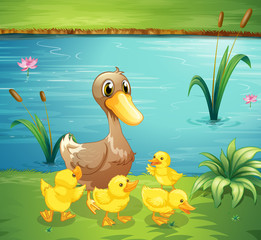A mother duck with her ducklings in the river