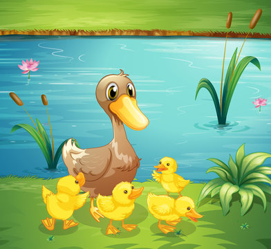 A mother duck with her ducklings in the river
