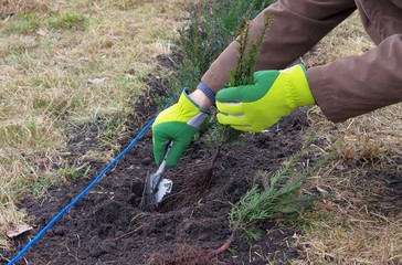 Hecke pflanzen Eibe - planting a taxus hedge 01