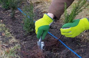 Hecke pflanzen Eibe - planting a taxus hedge 02