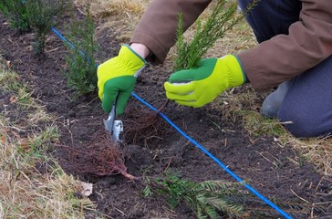 Hecke pflanzen Eibe - planting a taxus hedge 03