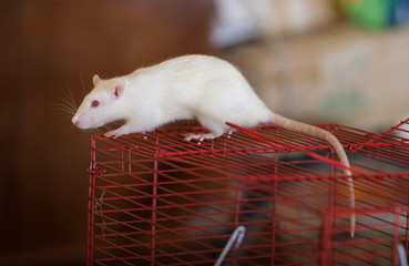 Obraz premium white domestic rat