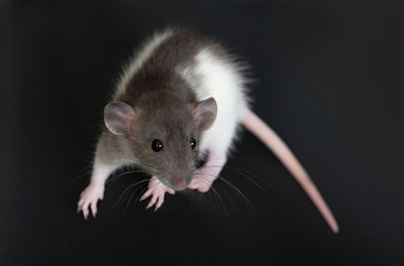 portrait of a small domestic rat
