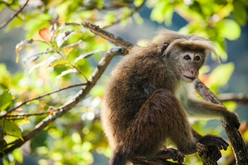 The rhesus macaque monkey (Macaca mulatta)