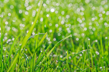 Fototapeta premium grass with dew