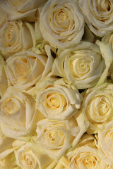 Group of frosted white roses