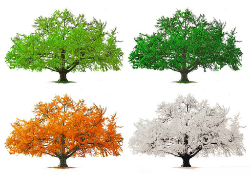 arbre