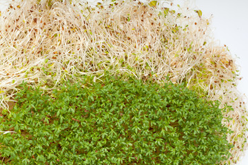 Fresh alfalfa sprouts and cress on white background