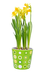 Narcissus flowers in pot isolated on white background