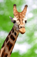 Giraffe on green background