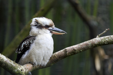 Laughing Kookaburra, Dacelo novaeguineae