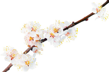 Branch with blossoms. Isolated on white background.