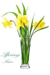 Beautiful spring flowers in vase: yellow   narcissus (Daffodil).