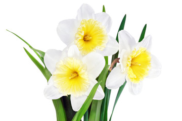 Beautiful spring flowers : narcissus (Daffodil).