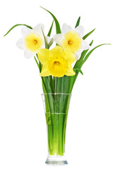 Beautiful spring three flowers : narcissus (Daffodil).