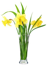 Fototapeta na wymiar Beautiful spring flowers in vase: yellow narcissus (Daffodil).