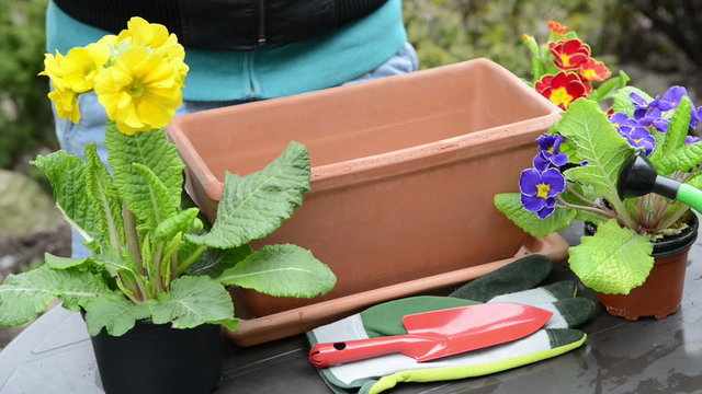 Potting soil in a planter to plant primroses