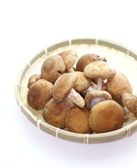 fresh mushroom champignon isolated on white background